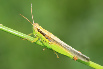 locusts on green leaf in the wild