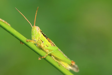 locusts on green leaf in the wild