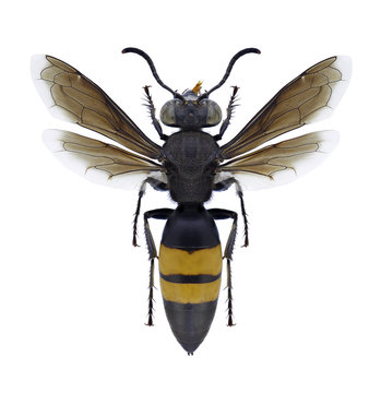 Wasp Stizoides tridentatus on a white background