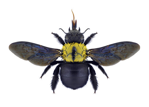 Bee Xylocopa flavonigrescens on a white background