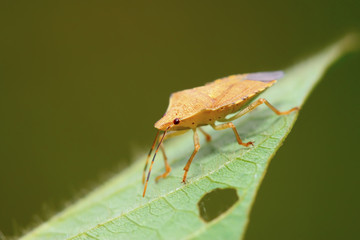 stinkbug on green leaf