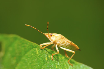 stinkbug on green leaf