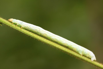 geometrid on green leaf in the wild