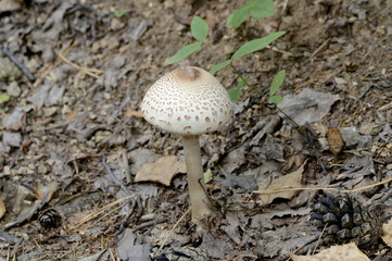  	White mushroom grebe grew up in the woods