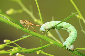 stinkbug prey on inchworm larvae