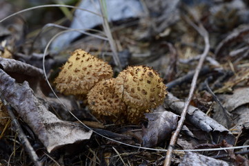 Group of autumn mushrooms in the forest litter