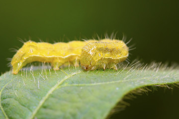 lepidoptera insects