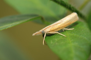 Moth insects