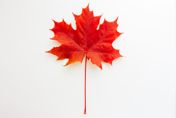 Red maple leaf isolated on white background. Fall foliage concept. Meet Autumn, September, October, November