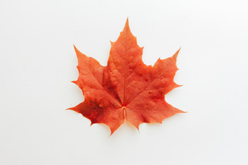 Red maple leaf isolated on white background. Fall foliage concept. Meet Autumn, September, October, November