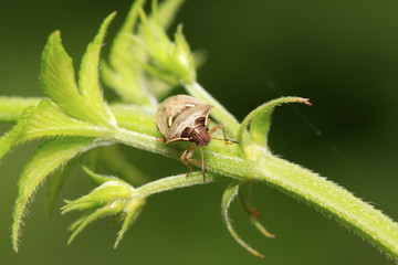 stinkbug on green leaf