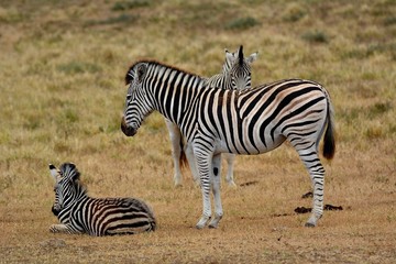 Fototapeta na wymiar Zebra mit Jungem