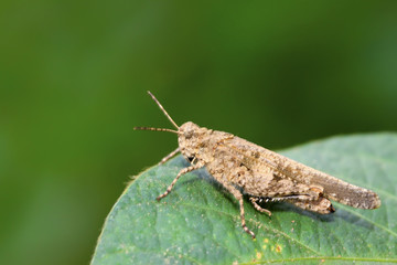 Locust perched on the blade