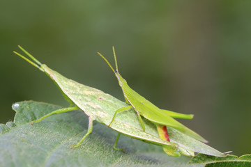 locust