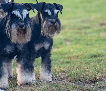 Pair of male and female Miniature Schnauzers