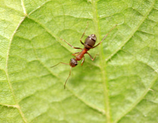 mercerized brown forest ants