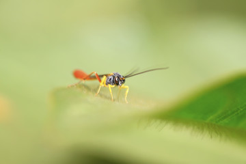 Sawfly on green leaf