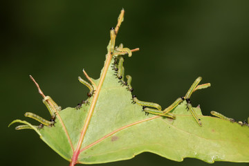 Sawfly larvae on green leaf