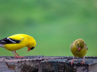 male and female america goldfinch