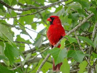 cardinal