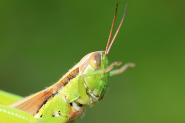 locusts on green leaf in the wild