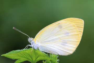 white crataegi
