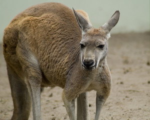 Känguru