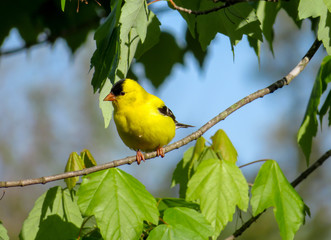 American Goldfinch
