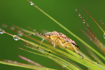 stinkbug on green leaf