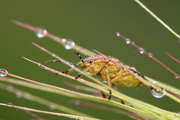 stinkbug on green leaf