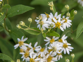Obraz premium Flowers in the morning dew.