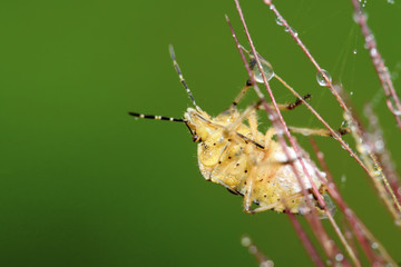 stinkbug on green leaf