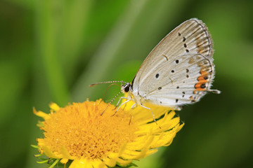 lycaenidae