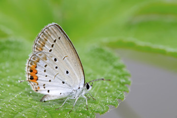 lycaenidae