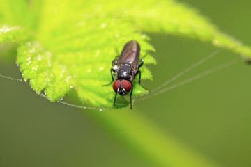 flies insects on the leaves