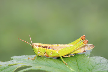 locusts on green leaf in the wild