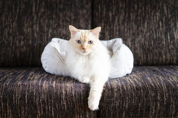 Ragdoll cat sitting in basket on couch