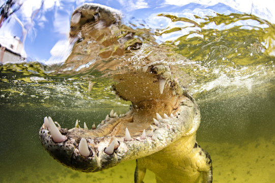 American saltwater crocodile with jaws open, Chinchorro Banks, Mexico