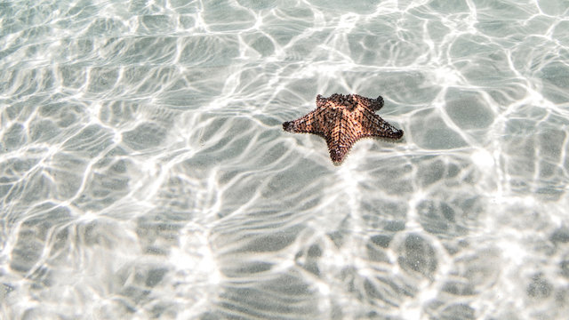 Starfish, Cozumel, Quintana Roo, Mexico
