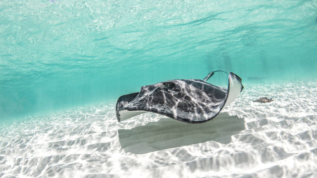 Southern stingray, Cozumel, Quintana Roo, Mexico