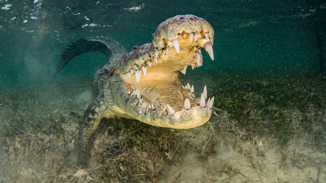 American saltwater crocodile with jaws open, Chinchorro Banks, Mexico