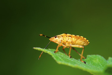 stinkbug on green leaf