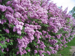 Obraz premium Purple Lilac Bushes on the Farm