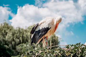 stork, big bird