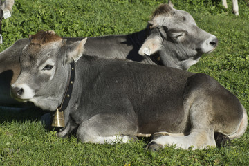 krowy szare północnotyrolskie podczas wypasu na łące © Jarek Witkowski
