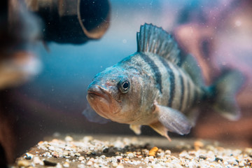 Fototapeta premium perch in water