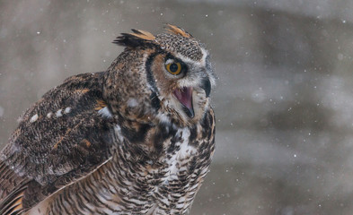 Colour landscape image of a great horned owl in flight shot against a snow winter scene.