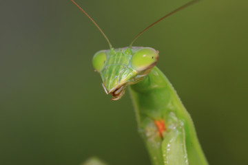tenodera mantis