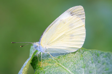 White butterfly