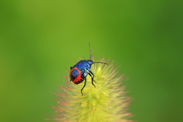 black stinkbug larvae on green leaf